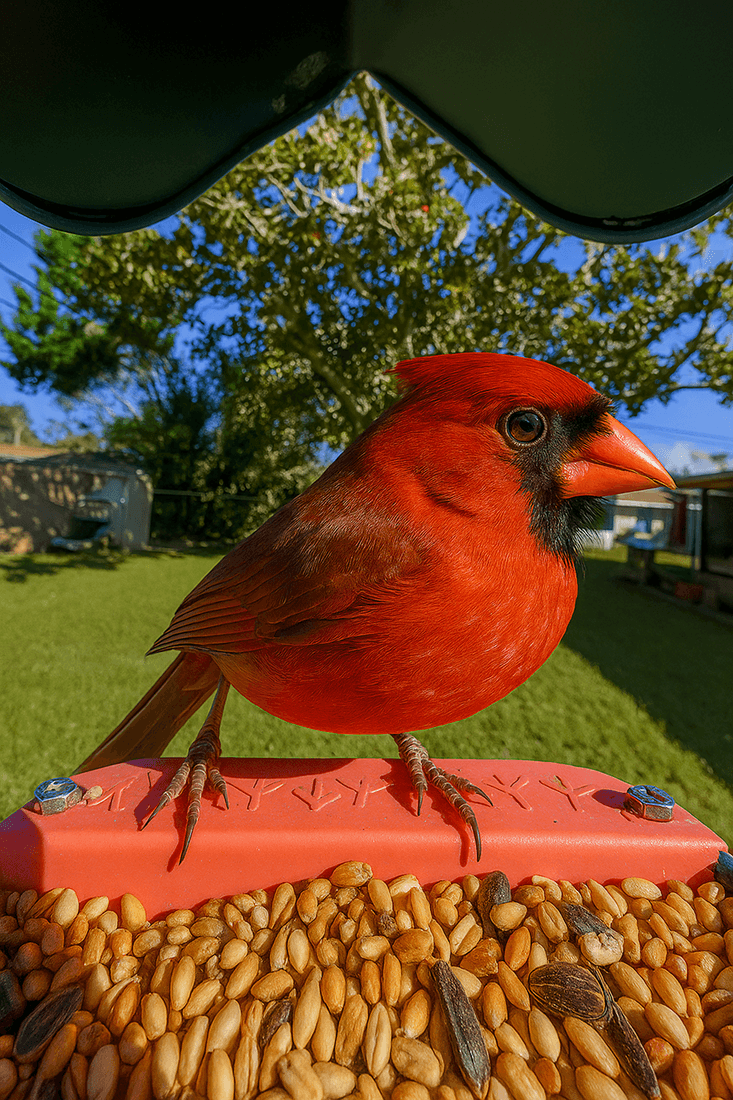 Bird Buddy Smart Bird Feeder Pro